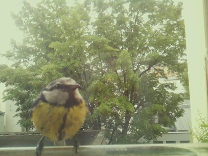 bird_20260519_093113_930_burst1_motion6239_conf0.99_bestbird_spcyanistes_caeruleus_spconf0.51.jpg
