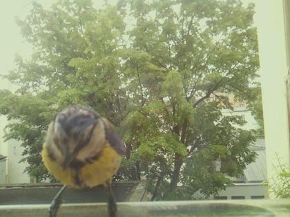 bird_20260519_093120_593_burst2_motion6239_conf0.67_bestbird_spcyanistes_caeruleus_spconf0.17.jpg