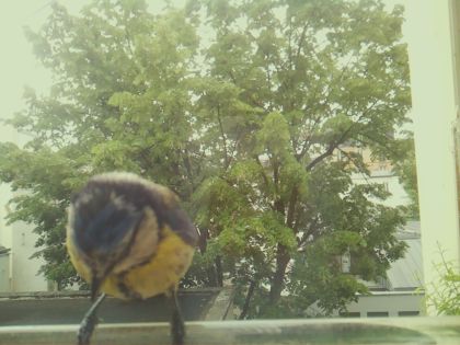 bird_20260519_093127_021_burst3_motion6239_conf0.64_bestcat_spsitta_europaea_spconf0.14.jpg