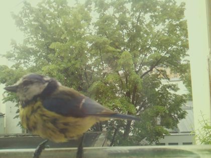 bird_20260519_093134_338_burst4_motion6239_conf0.77_bestbird_spspinus_spinus_spconf0.32.jpg
