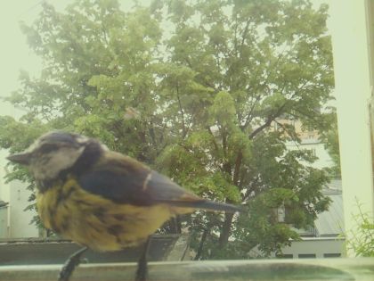 bird_20260519_093140_812_burst5_motion6239_conf0.91_bestbird_spspinus_spinus_spconf0.33.jpg