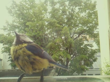 bird_20260519_093147_502_burst6_motion6239_conf1.00_bestbird_spspinus_spinus_spconf0.61.jpg
