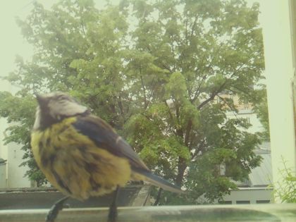 bird_20260519_093153_933_burst7_motion6239_conf0.99_bestbird_spspinus_spinus_spconf0.44.jpg