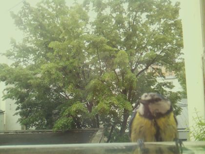 bird_20260519_093230_517_burst0_motion10364_conf0.62_bestperson_spcyanistes_caeruleus_spconf0.26.jpg