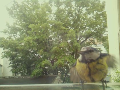 bird_20260519_093236_396_burst1_motion10364_conf0.87_bestbird_spcyanistes_caeruleus_spconf0.75.jpg