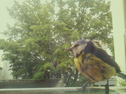 bird_20260519_093242_598_burst2_motion10364_conf1.00_bestbird_spgarrulus_glandarius_spconf0.16.jpg
