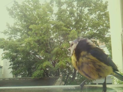 bird_20260519_093248_835_burst3_motion10364_conf1.00_bestbird_sppyrrhula_pyrrhula_spconf0.18.jpg
