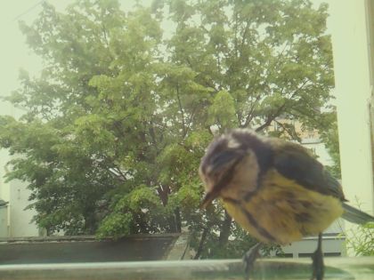 bird_20260519_093301_538_burst5_motion10364_conf0.94_bestbird_spcyanistes_caeruleus_spconf1.00.jpg