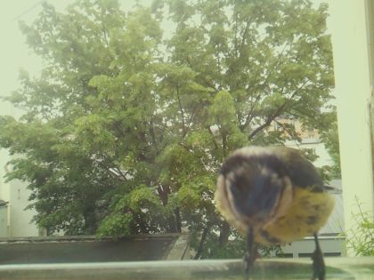 bird_20260519_093307_880_burst6_motion10364_conf0.91_bestbird_spphoenicurus_ochruros_spconf0.12.jpg