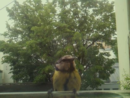 bird_20260519_103950_665_burst0_motion6713_conf0.93_bestbird_spcyanistes_caeruleus_spconf1.00.jpg