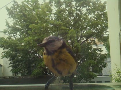 bird_20260519_104002_080_burst2_motion6713_conf1.00_bestbird_spsitta_europaea_spconf0.40.jpg