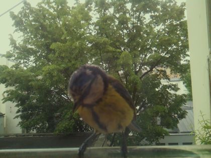 bird_20260519_104008_132_burst3_motion6713_conf1.00_bestbird_spcyanistes_caeruleus_spconf1.00.jpg