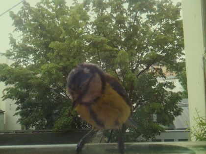 bird_20260519_104014_158_burst4_motion6713_conf1.00_bestbird_spcyanistes_caeruleus_spconf1.00.jpg