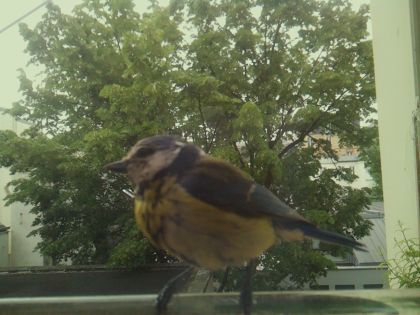 bird_20260519_104026_546_burst6_motion6713_conf1.00_bestbird_spcorvus_corone_spconf0.14.jpg
