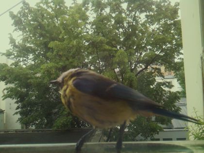 bird_20260519_104032_781_burst7_motion6713_conf1.00_bestbird_spcyanistes_caeruleus_spconf1.00.jpg