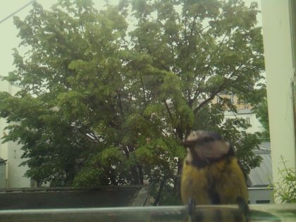 bird_20260519_104057_360_burst0_motion6081_conf0.62_bestbird_spsturnus_vulgaris_spconf0.63.jpg