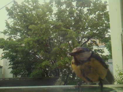 bird_20260519_104102_993_burst1_motion6081_conf0.95_bestbird_spcyanistes_caeruleus_spconf0.48.jpg