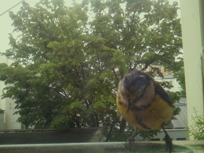 bird_20260519_104109_055_burst2_motion6081_conf0.96_bestbird_spcyanistes_caeruleus_spconf1.00.jpg