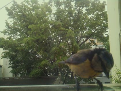 bird_20260519_104115_301_burst3_motion6081_conf1.00_bestbird_spcyanistes_caeruleus_spconf0.18.jpg