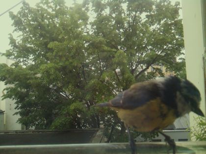 bird_20260519_104121_508_burst4_motion6081_conf1.00_bestbird_sperithacus_rubecula_spconf0.19.jpg