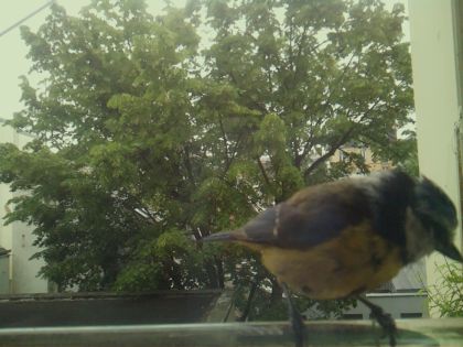 bird_20260519_104127_770_burst5_motion6081_conf1.00_bestbird_spsitta_europaea_spconf0.37.jpg
