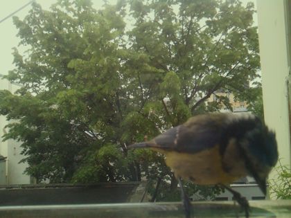 bird_20260519_104134_103_burst6_motion6081_conf0.94_bestbird_spsitta_europaea_spconf0.21.jpg