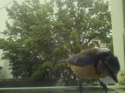 bird_20260519_104140_352_burst7_motion6081_conf0.89_bestbird_spsitta_europaea_spconf0.33.jpg
