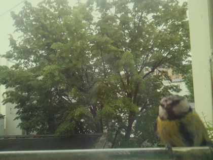 bird_20260519_104152_728_burst0_motion16690_conf0.85_bestbird_spcyanistes_caeruleus_spconf0.37.jpg