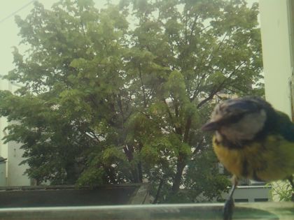 bird_20260519_104158_601_burst1_motion16690_conf1.00_bestbird_spcyanistes_caeruleus_spconf0.27.jpg