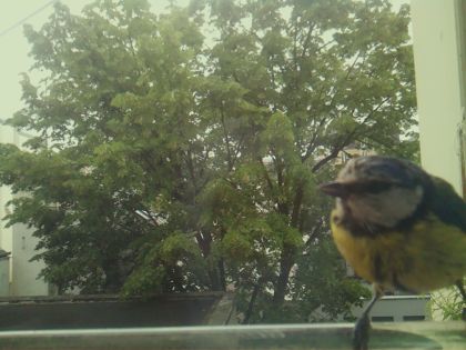 bird_20260519_104217_382_burst4_motion16690_conf1.00_bestbird_spcyanistes_caeruleus_spconf0.63.jpg