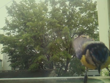 bird_20260519_104223_780_burst5_motion16690_conf0.93_bestbird_spsturnus_vulgaris_spconf0.16.jpg