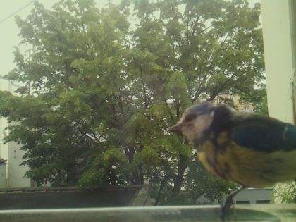 bird_20260519_104236_474_burst7_motion16690_conf0.94_bestdog_spcyanistes_caeruleus_spconf0.40.jpg
