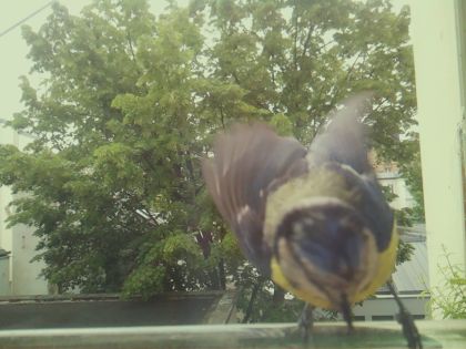 bird_20260519_104405_820_burst2_motion10284_conf0.99_bestbird_spcyanistes_caeruleus_spconf1.00.jpg