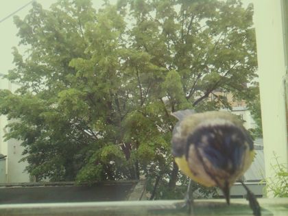 bird_20260519_104411_954_burst3_motion10284_conf0.87_bestbird_spcyanistes_caeruleus_spconf1.00.jpg