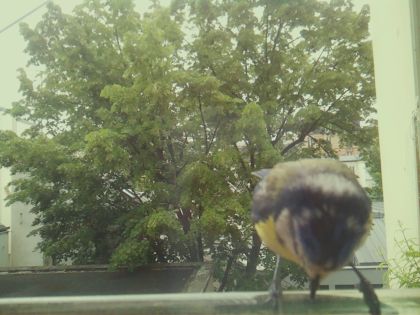 bird_20260519_104418_135_burst4_motion10284_conf0.80_bestbird_sppyrrhula_pyrrhula_spconf0.18.jpg