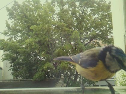 bird_20260519_104424_273_burst5_motion10284_conf1.00_bestbird_spcyanistes_caeruleus_spconf0.63.jpg