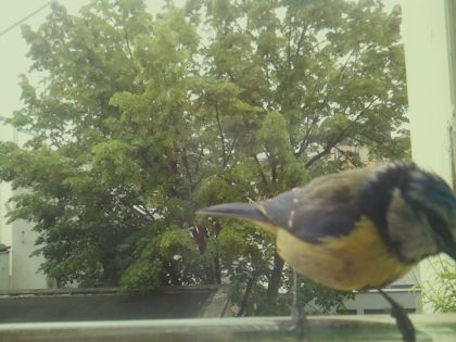 bird_20260519_104430_520_burst6_motion10284_conf1.00_bestbird_spcyanistes_caeruleus_spconf0.58.jpg