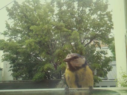 bird_20260519_104512_263_burst2_motion2048_conf0.91_bestbird_spcyanistes_caeruleus_spconf1.00.jpg