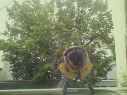 bird_20260519_104524_640_burst4_motion2048_conf0.94_bestbird_spcyanistes_caeruleus_spconf1.00.jpg
