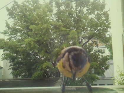 bird_20260519_104530_899_burst5_motion2048_conf0.95_bestbird_spaegithalos_caudatus_spconf0.13.jpg