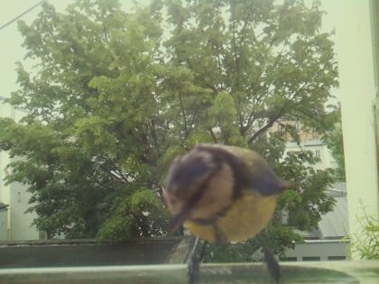 bird_20260519_104537_293_burst6_motion2048_conf0.50_bestdog_spcyanistes_caeruleus_spconf1.00.jpg