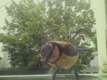 bird_20260519_104543_724_burst7_motion2048_conf0.82_bestdog_spcyanistes_caeruleus_spconf0.15.jpg