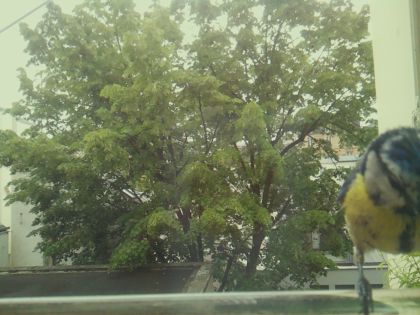 bird_20260519_104559_215_burst1_motion7322_conf0.71_bestbird_spcyanistes_caeruleus_spconf0.22.jpg
