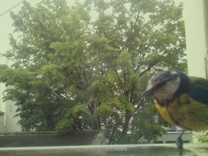 bird_20260519_104611_865_burst3_motion7322_conf0.95_bestbird_spcyanistes_caeruleus_spconf0.66.jpg