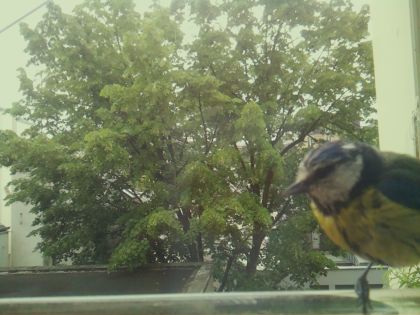 bird_20260519_104618_187_burst4_motion7322_conf0.91_bestbird_spcyanistes_caeruleus_spconf0.61.jpg