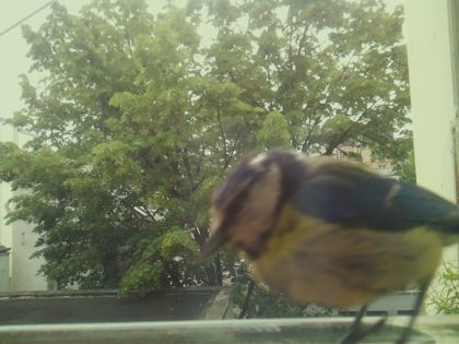 bird_20260519_104624_543_burst5_motion7322_conf0.54_bestbird_spsitta_europaea_spconf0.24.jpg