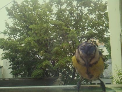 bird_20260519_104915_030_burst2_motion2036_conf0.85_bestbird_spcyanistes_caeruleus_spconf1.00.jpg