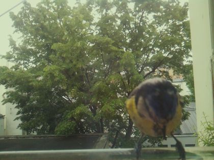 bird_20260519_104921_117_burst3_motion2036_conf0.99_bestbird_spcyanistes_caeruleus_spconf1.00.jpg