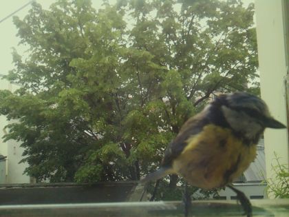 bird_20260519_104927_216_burst4_motion2036_conf1.00_bestbird_spparus_major_spconf0.23.jpg