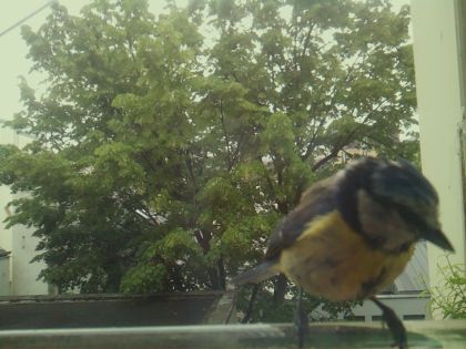 bird_20260519_104933_410_burst5_motion2036_conf0.98_bestbird_spcyanistes_caeruleus_spconf0.28.jpg